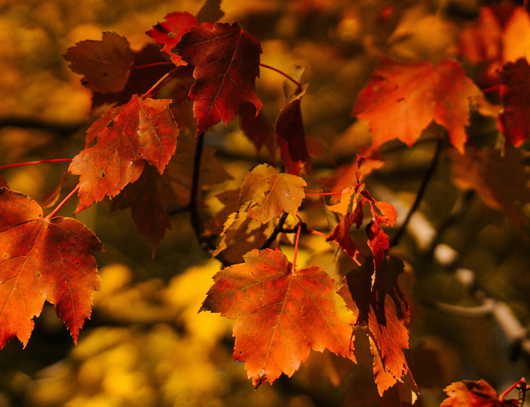 autumn